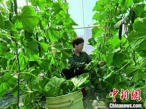 图为刘宏伟家蔬菜大棚迎来丰收季。 萨其茹拉 摄
