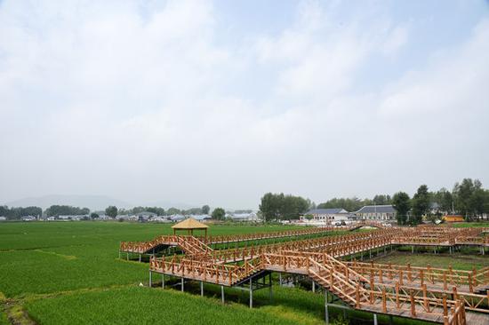 水稻种植景观正在成为三合村观光农业的重要组成部分。