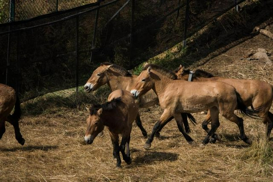 6匹普氏野马在内蒙古大青山国家级自然保护区放归