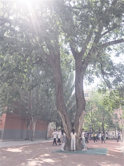 关帝庙街小学操场上的百年古榆