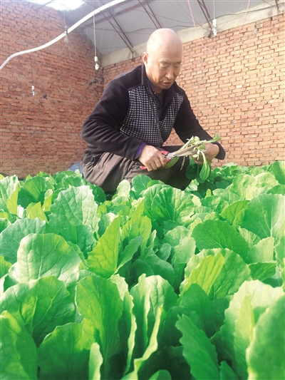 采摘小白菜。