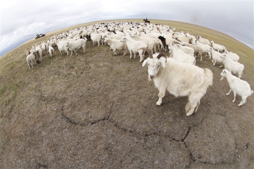 呼伦贝尔草原旱了