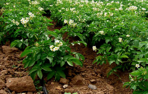 武川县向马铃薯种薯大县迈进