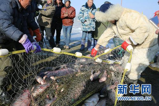 乌梁素海新年第一网捕获4万斤鱼(曹桢 摄)