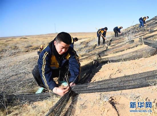 呼和浩特铁路局职工对临策铁路防沙网格进行维护修复工作(3月6日摄)