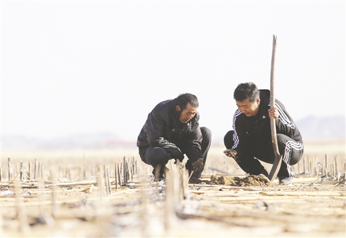 郝志伟与牧民达布希拉图一起研究土壤是否适合种植洋甘菊