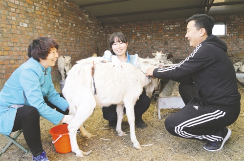 郝志伟帮助萨仁其木格挤羊奶