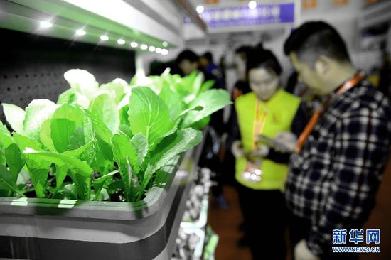 图为“便携可移动植物墙”内的无土栽培植物。杨腾格尔摄