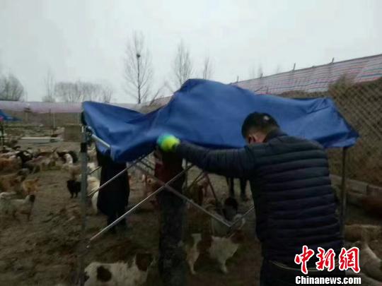 图为网友帮流浪狗搭窝棚。网友提供