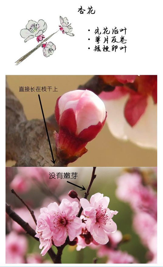 杏花  
