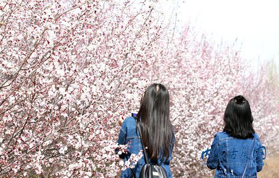 游客拍摄杏花美景