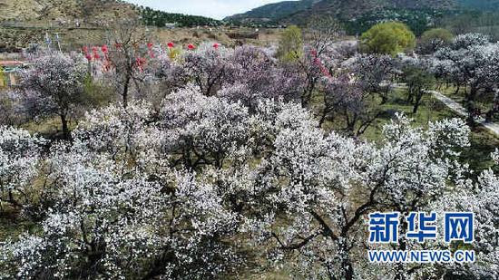 乌素图3250亩杏花绽放(吕乐炎摄)