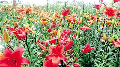 蒙草乡土植物馆中的红色百合