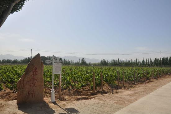酿酒葡萄种植基地。郝飚 摄