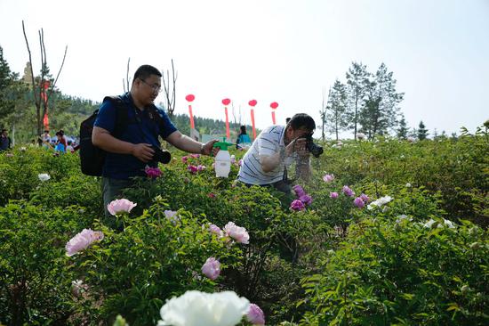 游客在欣赏和拍摄牡丹 张勇/摄