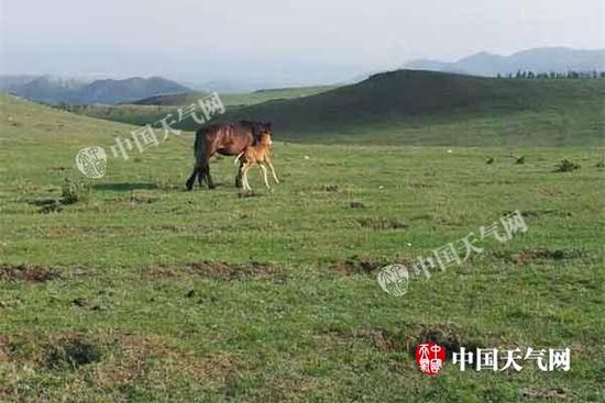 5月24日,一场降水过后,呼和浩特大青山上的植被返青,旱情缓解。(袁梅摄)