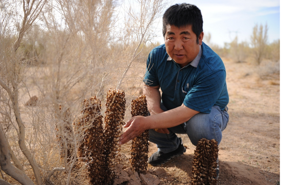 沈永财和他种植的肉苁蓉。内蒙古日报社融媒体记者闫晨光摄