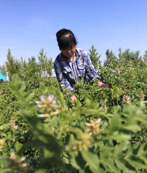 吴直花正在观察甘草长势