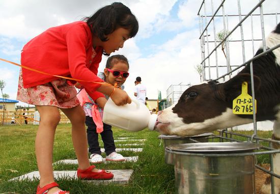 孩子们一起给牛宝宝喂奶