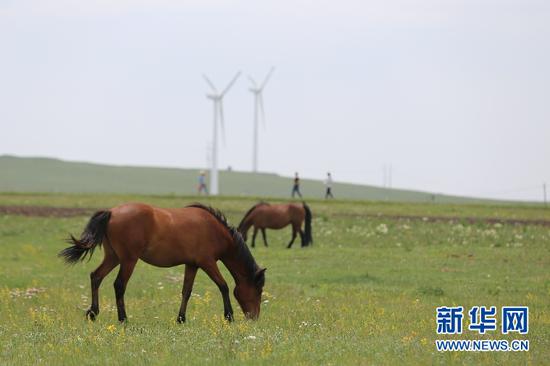 在内蒙古辉腾锡勒草原上,马匹在游闲地吃草,四下一片静谧(6月28日摄)。