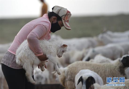 吉日木图的妻子乌仁塔娜抱着一只小羊羔(7月12日摄)。