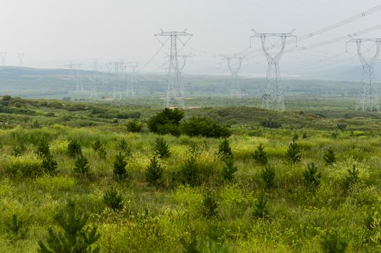 百万亩樟子松工程基地