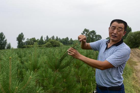 郑玺文查看育苗基地樟子松年份