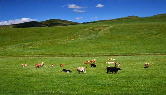 壮丽内蒙古之科尔沁草原