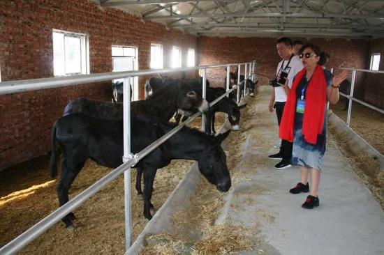 与会者参观巴林左旗天龙肉驴养殖合作社