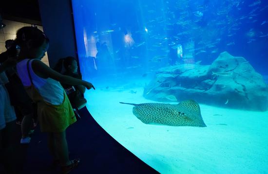 小朋友对水族箱内的鱼很感兴趣。