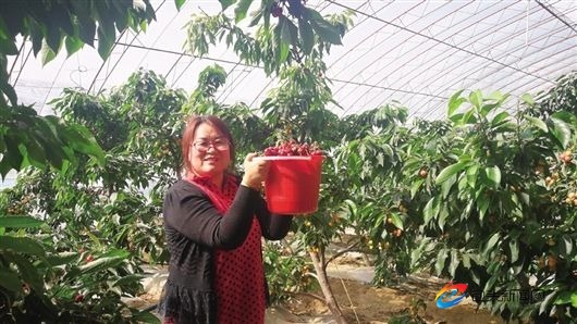 图为樱桃采摘现场