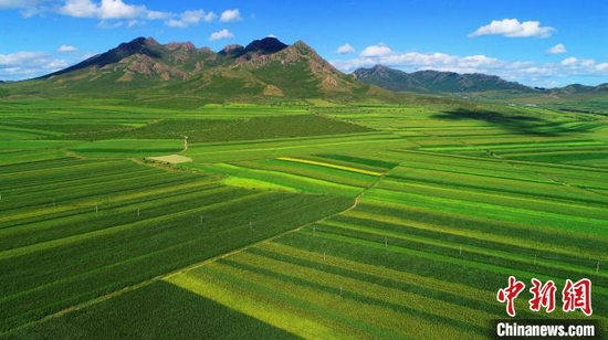 巴林左旗万亩笤帚苗种植基地。 巴林左旗 供图