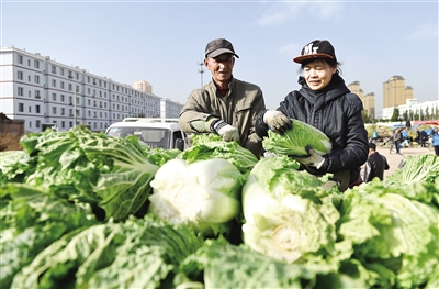 馮金環夫婦整理自家大白菜