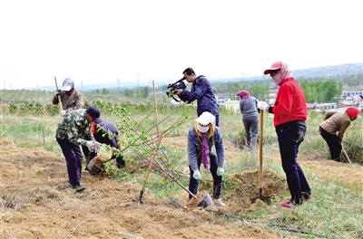 村民正在种植海红果