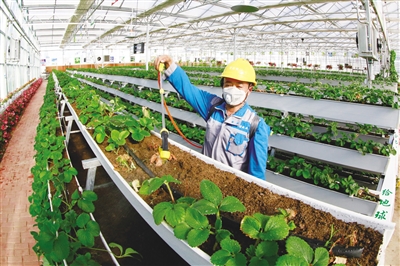 草莓工厂。