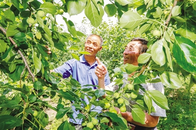 科右前旗俄体镇齐心村大力发展林果业。