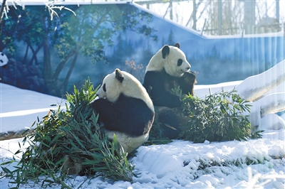 鄂尔多斯野生动物园的双胞胎熊猫姐妹“七巧”和“七喜”在雪中尽情地打滚、嬉戏。