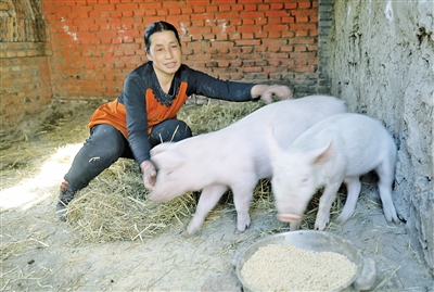 李林花饲养的小猪。