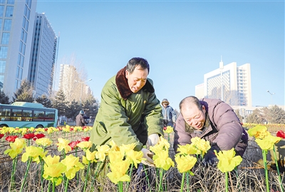 种“鲜花”