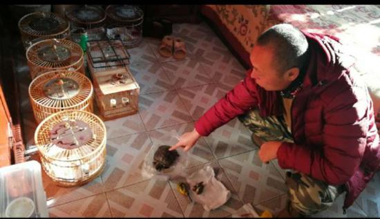 李先生家死去的巴西龟和鸟儿