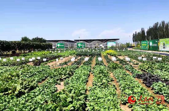 贺兰县蔬菜公园集信息化高效农业、创意农业、休闲农业及农事体验于一体,主要发展蔬菜研发种植加工储运销售以及农业观光旅游产业。