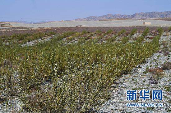中卫市香山乡种植试验基地里引进的俄罗斯大果沙棘长势喜人。新华社记者 王鹏 摄