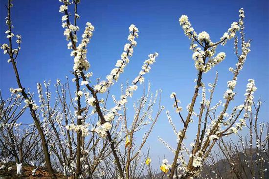 蜂糖李花