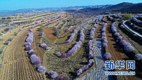 宁夏固原市彭阳县境内山花盛开(2017年4月13日摄,无人机照片)。新华社记者 王鹏 摄