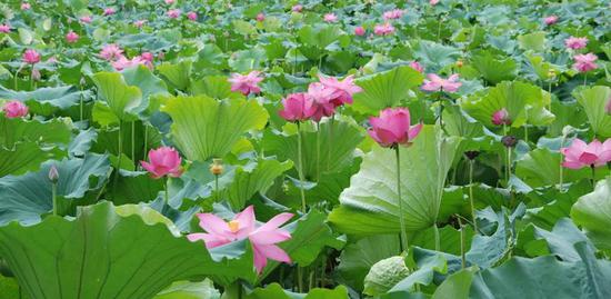 莲叶何田田