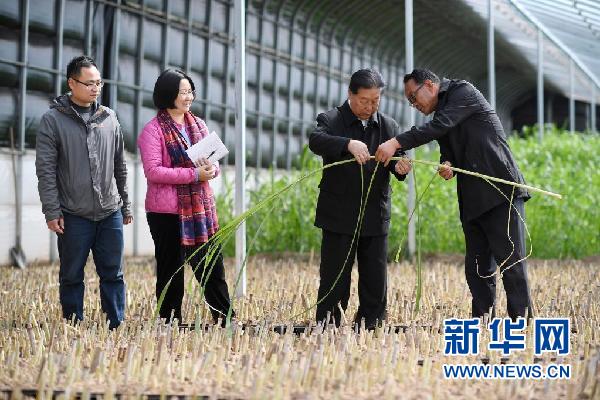 在宁夏银川市永宁县闽宁镇,林占熺(右二)与农户交流菌草种植技术(3月29日摄)。新华社记者 王鹏 摄