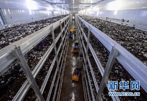 在宁夏银川市永宁县闽宁镇双孢菇栽培示范基地,农民在采摘蘑菇(2020年3月18日摄)。新华社记者 杨植森 摄