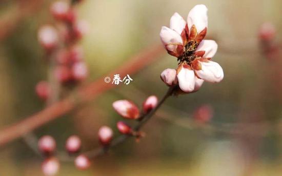 《癸丑春分后雪》