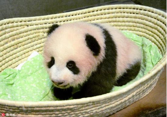 日本东京上野动物园的熊猫宝宝“香香” 图片来源:东方IC