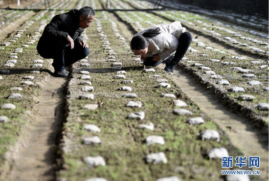 1月12日,农业技术人员(右)在设施温棚里指导农户羊肚菌种植技术。